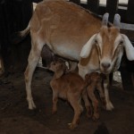 Ziege gibt ihren Jungen Milch