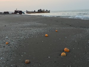 Verdorbene Orangen am Kaspischen Meer