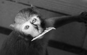 Ausnahmen bestätigen die Regel: Meistens sind die Affen schneller als der Finger am Auslöser.