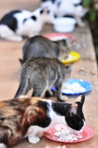 Gebratenen, nicht etwa Milchreis gab es zum Frühstück für diese Katzen. Foto: Lindekamp