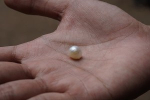Ugly pearl - das harte Urteil des Experten. Vielleicht steckt ja in der nächsten Auster die perfekte Perle.